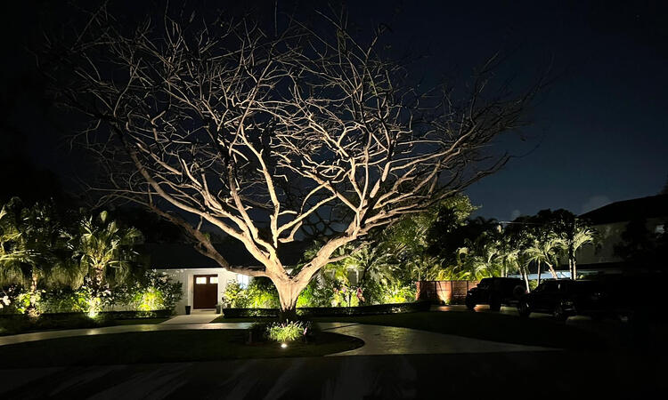 Front yard